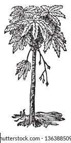 There is a papaya tree in this frame. The tree's height is low and it has many leaves, vintage line drawing or engraving illustration.
