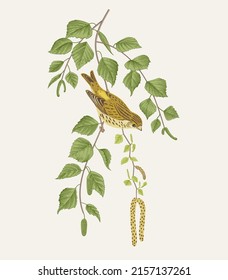 There is Serin bird in birch branches. Vector vintage classic composition. 