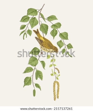 There is Serin bird in birch branches. Vector vintage classic composition. 