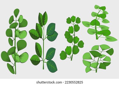 There are several types of leaves.