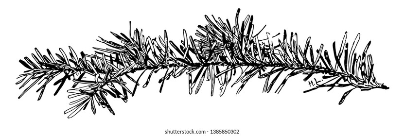 Hay una pequeña rama en este marco, es una buena hoja. Llamó a los Taxus Candicees, dibujo vintage de líneas o ilustración grabadora.