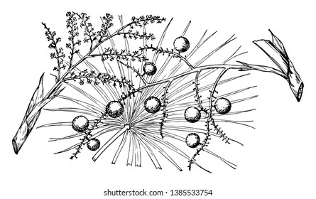 Hay flores pequeñas en la subrama del árbol de Coccothrinax Jucunda y también algunas flores maduras se convierten en frutas y estas frutas tienen forma redondeada, dibujo vintage o ilustración de grabado.