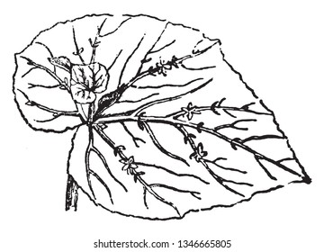There is a small leaf grow on the main leaf, The root of the small leaf is enclosed in the leaf, vintage line drawing or engraving illustration.