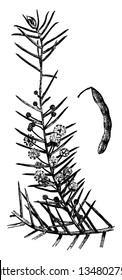 There are thorny leaves on the branches, flowers have grown beside the leaves, and they attach to branch, vintage line drawing or engraving illustration.