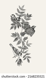 There are three birds in the ash branches. Vector vintage classic composition. Black and white 