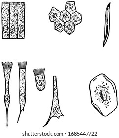 There are three principal cell shapes associated with epithelial cells, vintage line drawing or engraving illustration.