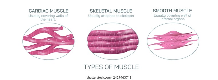 Hay tres tipos de tejido muscular que son cardíaco, liso y esquelético. El músculo cardíaco se encuentra en las paredes del corazón, el músculo liso se encuentra en la pared del intestino, el esquelético se une al hueso.