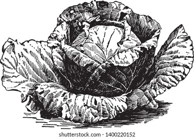 There are three types of round-headed cabbage - white, red, and Savoy. The leaves of the white and red cabbage are usually smooth and shiny, vintage line drawing or engraving illustration.