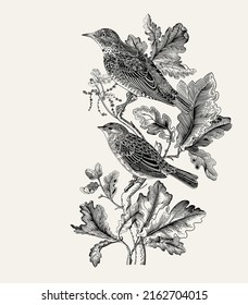 There are two birds in oak branches. Vector vintage classic composition. Black and white