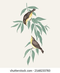 There are two birds in the willow branches. Vector vintage classic composition. 