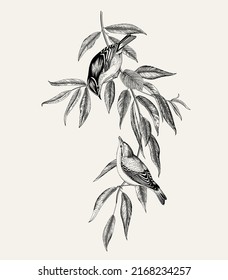 There are two birds in the willow branches. Vector vintage classic composition. Black and white 