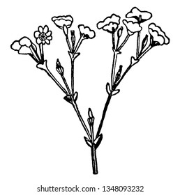 There are two branches on each side and there is a flower at the top of the stem as illustrated, vintage line drawing or engraving illustration.
