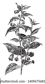 There are two branches in the picture and there are leaves, flowers on it. The ovate shaped leaves and bell shaped flower and fruit are berries, vintage line drawing or engraving illustration.