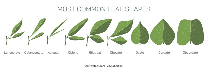 There are two different types of leaves, simples leaves and compound leaves. The other types of leaves include acicular, linear, lanceolate, orbicular, cordate, lanceolate, lyrate, oblique etc vector