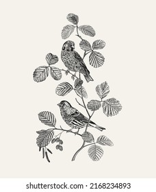 There are two finches in the alder branches. Vector vintage classic composition. Black and white 