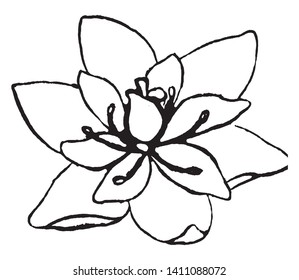There are two layers of petals, and there is ovary on them. The ovary is excellent, vintage line drawing or engraving illustration.