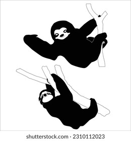 There are two main species of sloths: two-toed sloths and three-toed sloths. Despite their names, both species actually have three toes on their hind limbs, but the two-toed sloth has only two toes.