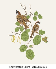 There are two Sparrows bird in hazelnut branches. Vector vintage classic composition. 