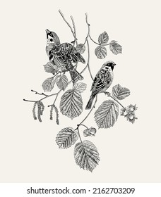 There are two Sparrows bird in hazelnut branches. Vector vintage classic composition. 