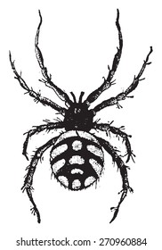 Theridion malmignatte, ilustración vintage grabada. Historia natural de los animales, 1880.
