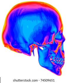 Thermal image of the human skull, isolated on white background