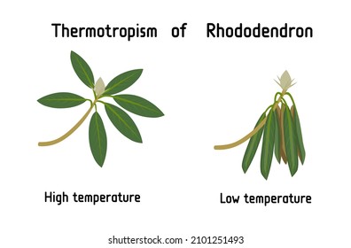 Thermotropism or thermotropic movement is the movement of an organism in response to heat or temperature changes. Rhododendron in high (normal) and low temperatures curled leaves.