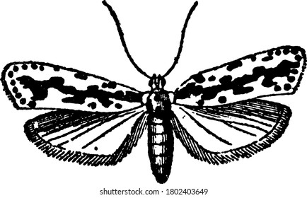 These clothe themselves in the warmest woollen garments, which they traverse in all directions, leaving behind a gnawed and worn-out path. They have mottled forewings and radial veins