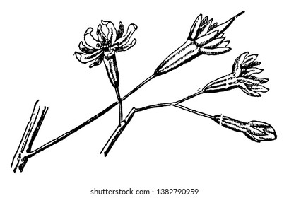 These are flowers of Coffee tree. They have small petals. It is known as flowering plants, vintage line drawing or engraving illustration.
