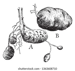 In these frame there is tubers of potato. In figure of A there is a root and has potatoes on the root. In figure of B there is a potato and this potato had bud, vintage line drawing or engraving