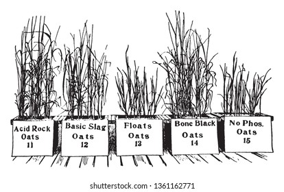 In these frames there are different kinds of saplings of oats in a planter and they have their names on the planter, vintage line drawing or engraving illustration.