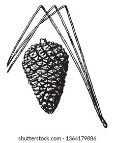 These are needles i.e leaves of cone bearing tree. It retain more water for enough moisture to take root, vintage line drawing or engraving illustration.