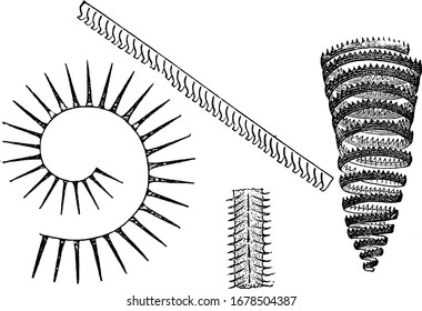 These organisms are colonial animals known as fossils from the Middle Cambrian. Shown here is various species of Graptolites, from the Silurian rocks, vintage line drawing or engraving illustration.