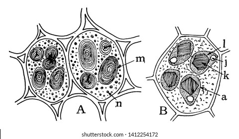 These are parts of seed of garden bean where n, aleurone grains; m, starch; B, cells from endosperm of castor bean; a, aleurone grains; l, ground substance; k, crystalloid; j, globoid, vintage