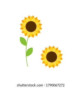 These are sunflowers isolated on white background. Vector flower set.