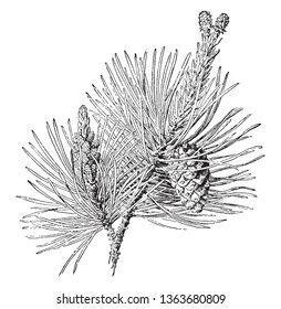 These trees are distinct in that they boast bark that is very thick and dark on their lower trunks, vintage line drawing or engraving illustration.