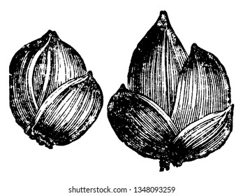 Estas dos son las jóvenes balas de Lily. Los bulbos recogidos de los ejes de la hoja cuidadosamente y los plantan en suelo, dibujo vintage o ilustración de grabado.