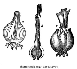 These are the various bulb of Onion, and Lily.They are worked as food storang organ in plant, vintage line drawing or engraving illustration.