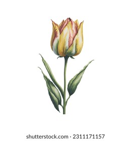 These vector illustrations feature a single tulip in various colors, adding a touch of elegance and beauty to your designs. Perfect for floral-themed projects, invitations, and spring-inspired artwork