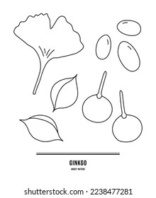 These are yellow ginkgo trees, ginkgo leaves, and ginkgo fruits that come to mind when autumn comes.	