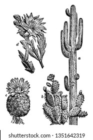 They are many types of cacti. a, Saguaro; b, Paddle Cactus; c, Fishhook Cactus; d, Orchid Cactus, vintage line drawing or engraving illustration.