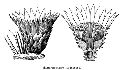 They are usually called "scales" or "bracts". Ovary is so deeply inside. That is flower tube, vintage line drawing or engraving illustration.