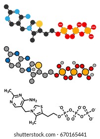 Thiamine triphosphate molecule. Conventional skeletal formula and stylized representations.