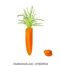 Thick carrot isolated on white background. High quality vector illustration.
