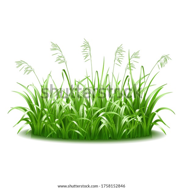 緑の ジューシーな 明るい草が茂った茂み 白い背景に夏の芝生のシンボル ベクターイラスト のベクター画像素材 ロイヤリティフリー