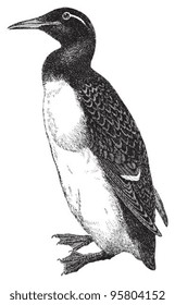 Thick-billed Murre (Uria Lomvia) / vintage illustration from Meyers Konversations-Lexikon 1897