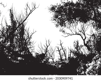 Thicket of forest with tall old deciduous trees, bushes and dead wood. Silhouettes isolated on white background. Illustration. Vector, eps10.