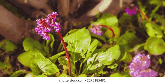 Thickets of blooming Baikal Bergenia crassifolia (Badan thick-leave, Saxifrage thick-leaved, or Mongolian tea) under a rowan bush. Vector.