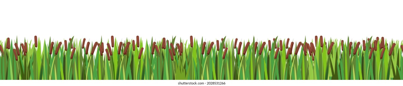 Thickets of reeds. Swampy wild landscape. Horizontally seamless composition. Overgrown bank of a pond or river. Isolated illustration vector.