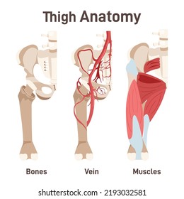 Thigh anatomy. Didactic scheme of structure of bone structure, muscular and circulatory system with anatomical captions. Thigh muscular, circulation system and skeleton. Flat vector illustration
