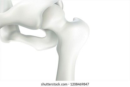 Thigh bone and human sphincter. On a white background - 3D rendering can be word or word paste.